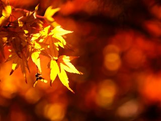 Maple leaves shining gold at &#39;Bokyo-no-oka (the hill overlooking Kyoto)&#39;
